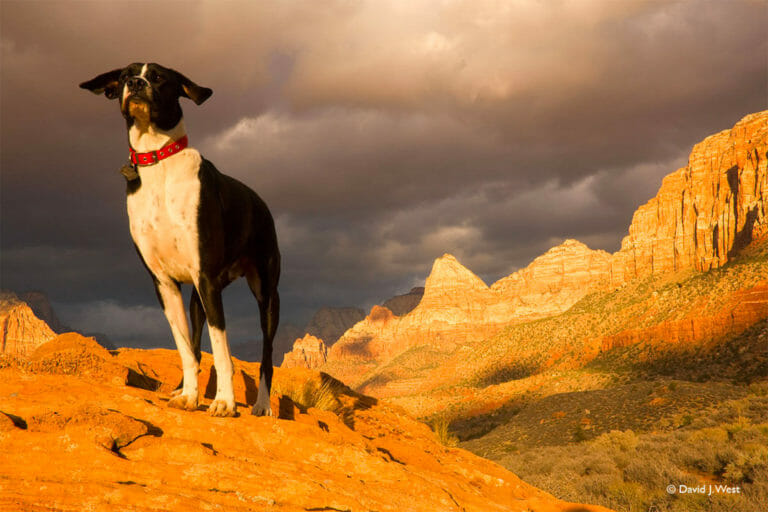 Hund mit Blick auf Zion Canyon