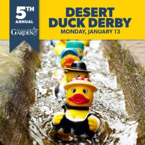 Rubber ducks in water