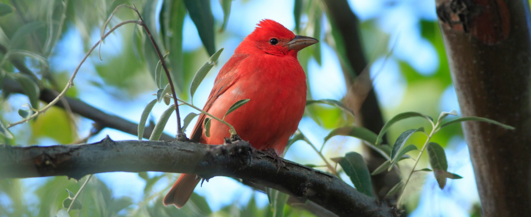red bird in tree