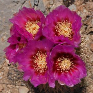 blomster på kaktus