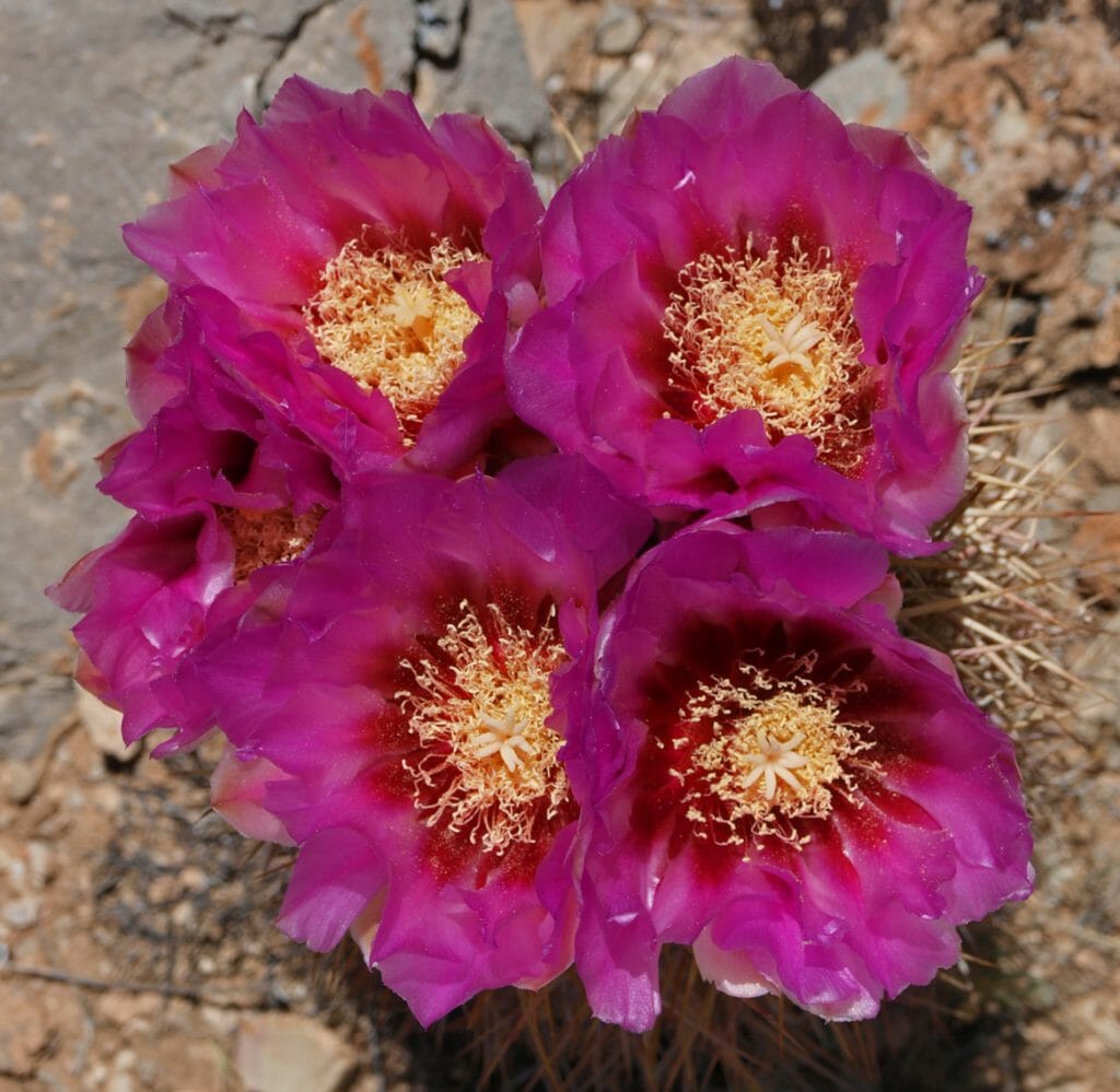 flowers on cactus