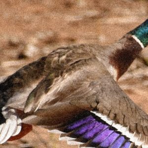 duck flying