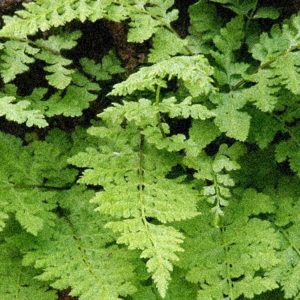 green fern