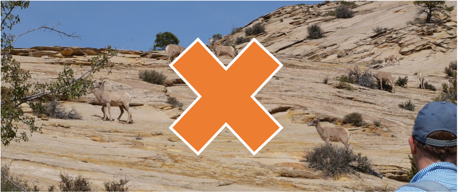 goats on rocks