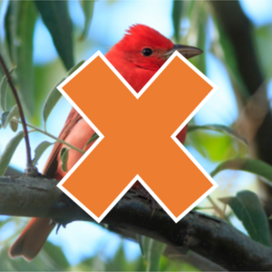 red bird on branch