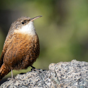 Flickr Wren