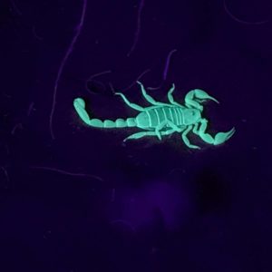 scorpion