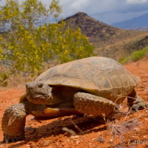 tortue du désert